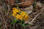 Hoary puccoon